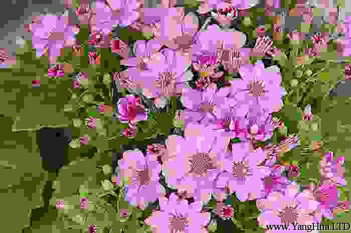 粉色瓜葉菊