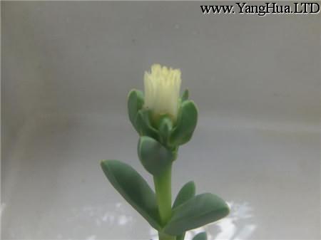 鹿角海棠白花