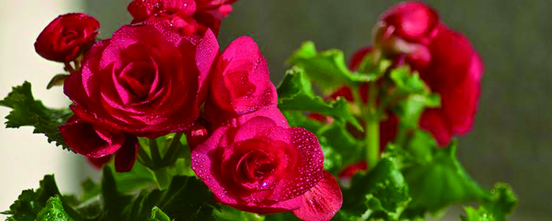 玫瑰海棠的養殖方法和注意事項