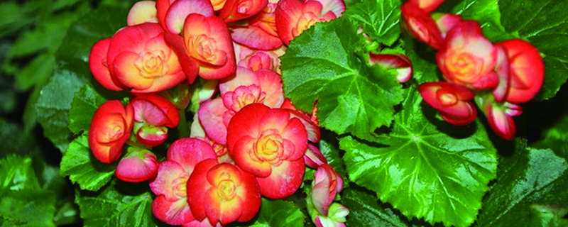 玫瑰海棠一年開幾次花，花期如何養護
