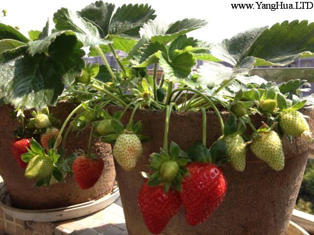 盆栽草莓土壤選擇