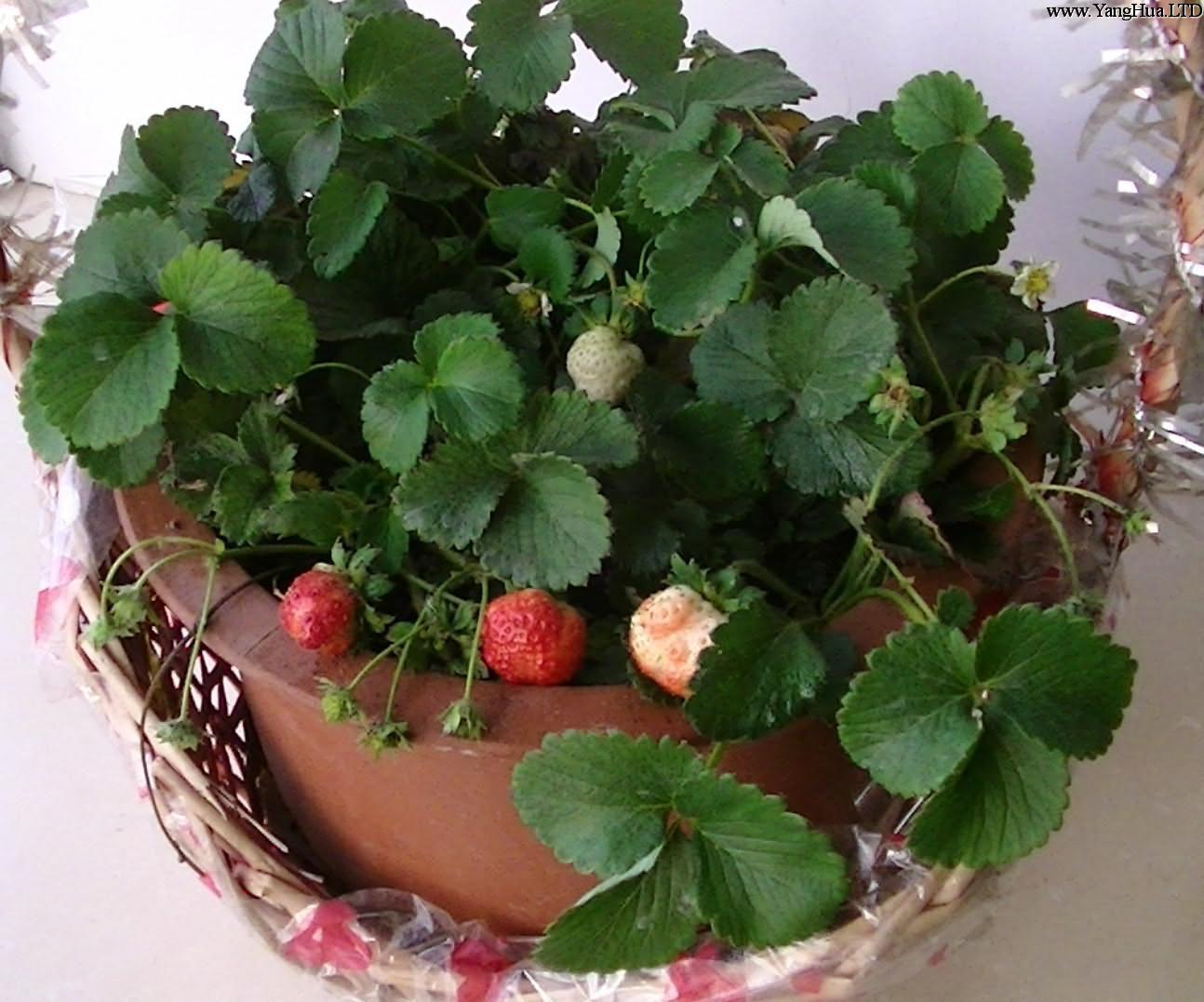 盆栽草莓的溫度選擇