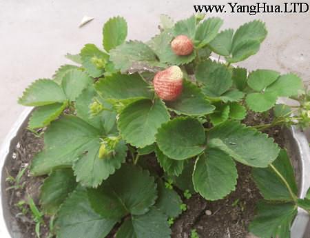 盆栽草莓的繁殖