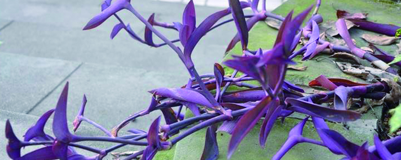 紫錦草（紫鴨 跖草）的養殖方法，可以放臥室嗎