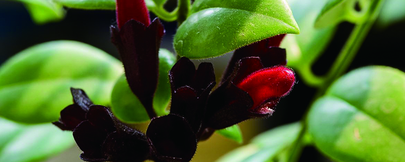 口紅吊蘭用什麼催花，什麼時候開花