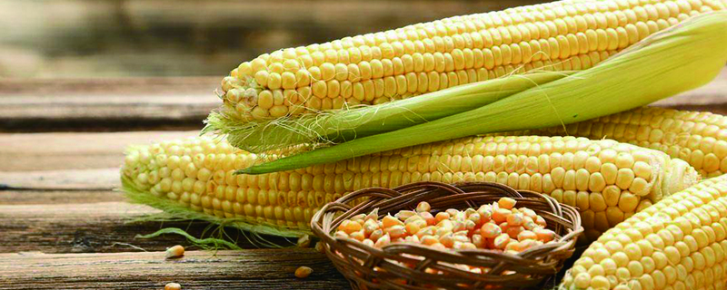 玉米是涼性還是熱性，有什麼功效與作用