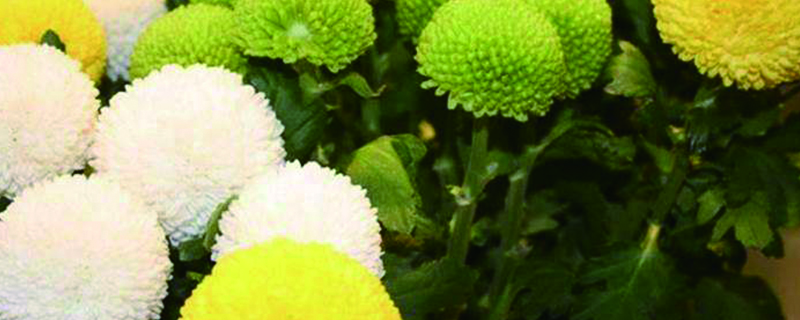 乒乓菊一年開幾次，花期是幾月
