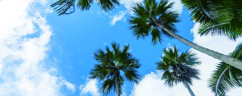 椰子樹長什麼樣，怎麼和棕櫚樹區分？