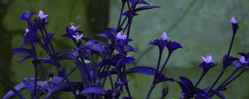 紫錦草（紫 竹梅）花開多久枯萎，花後怎麼修剪和養護