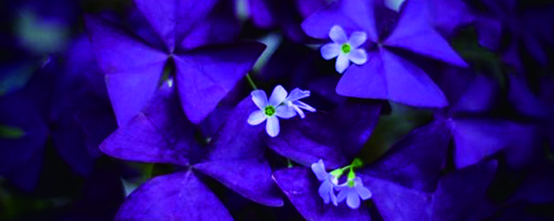 紫葉幸運草（酢 漿草）怎麼養茂盛