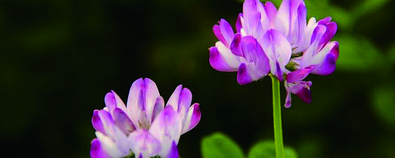 紫雲英一年可種幾次，如何播種？