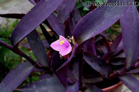 紫錦草（紫 竹梅）花