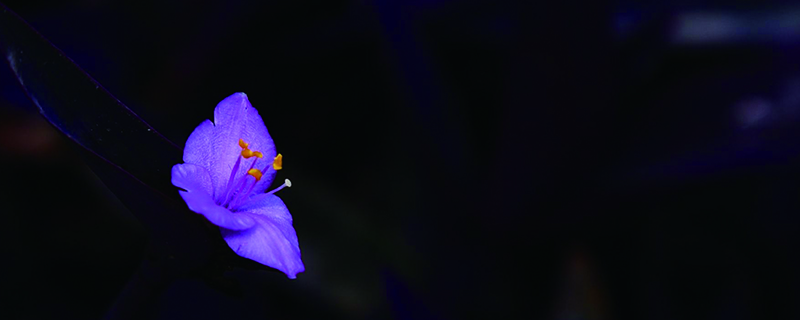 紫錦草（紫 竹梅）花期是什麼時候，花開多久才謝