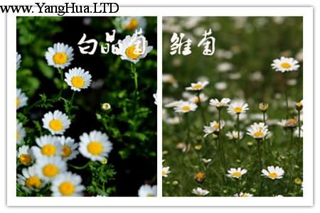 白晶菊和雛菊花的區別