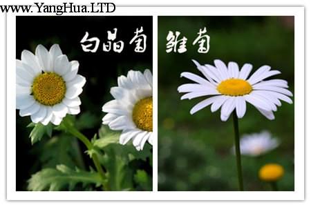 白晶菊和雛菊莖的區別
