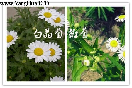 白晶菊和雛菊葉子的區別