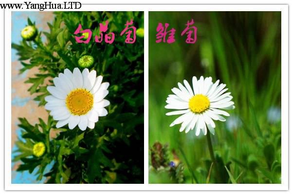 怎麼區分白晶菊和雛菊
