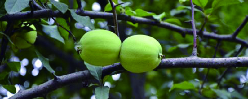 木瓜海棠的養殖方法和注意事項