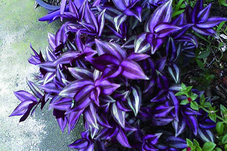 紫葉吊蘭