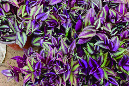 紫葉吊蘭