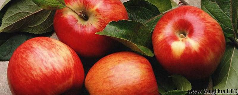 蘋果成熟是什麼季節