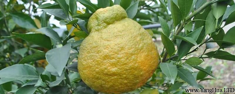 丑橘是不是轉基因，是什麼季節的水果