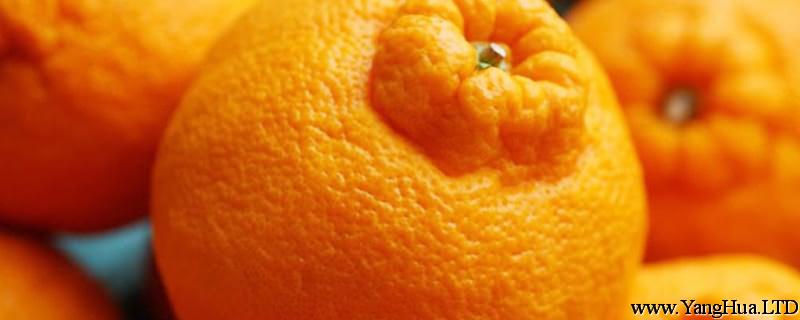 丑橘為什麼叫丑橘，適合在什麼地方栽種