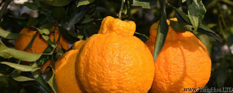 丑橘苗多少錢一棵