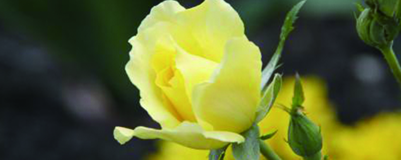 黃玫瑰的花語是什麼