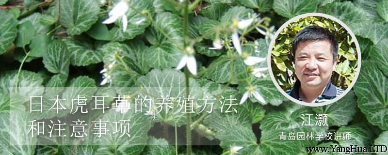 日本虎耳草的養殖方法和注意事項