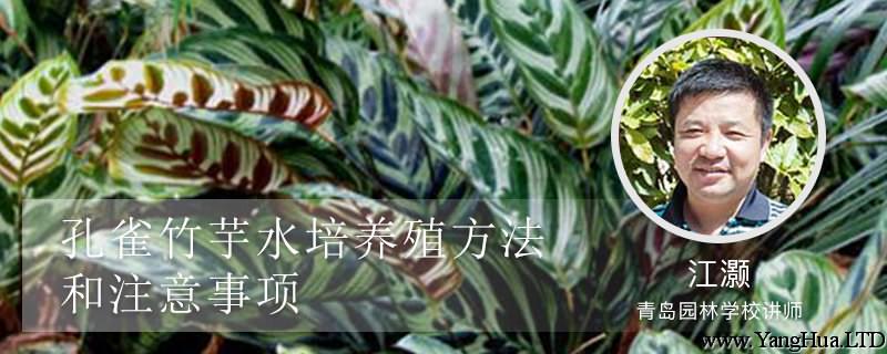 孔雀竹芋水培養殖方法和注意事項