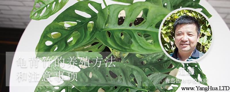 龜背竹的養殖方法和注意事項
