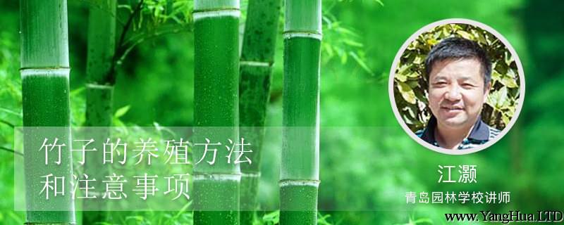 竹子的養殖方法和注意事項