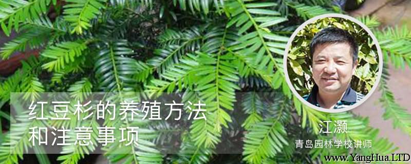 紅豆杉的養殖方法和注意事項