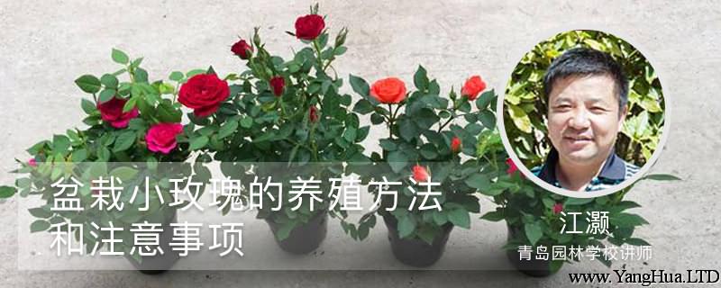 盆栽小玫瑰的養殖方法和注意事項