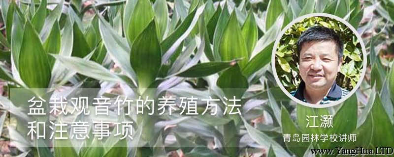 盆栽觀音竹的養殖方法和注意事項
