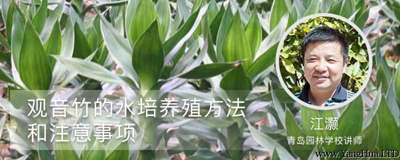 觀音竹的水培養殖方法和注意事項