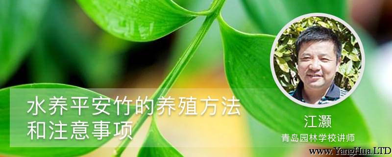 水養平安竹的養殖方法和注意事項