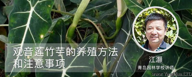 觀音蓮竹芋的養殖方法和注意事項