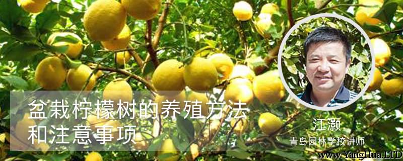 盆栽檸檬樹的養殖方法和注意事項