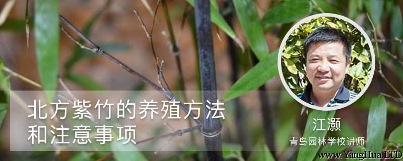 北方紫竹的養殖方法和注意事項