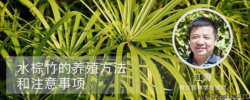 水棕竹的養殖方法和注意事項