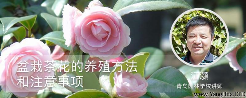 盆栽茶花的養殖方法和注意事項