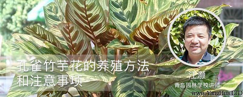 孔雀竹芋花的養殖方法和注意事項