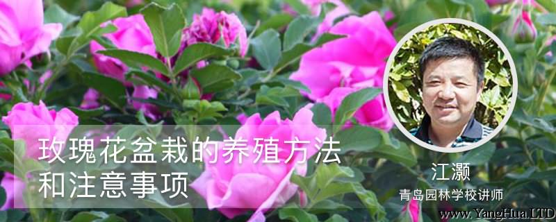 玫瑰花盆栽的養殖方法和注意事項