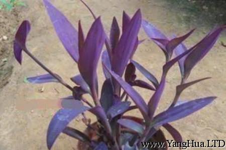 紫吊蘭
