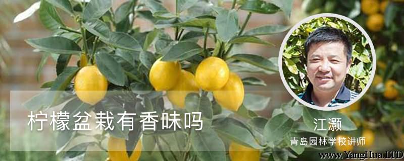 檸檬盆栽有香味嗎，檸檬籽怎麼種小盆栽