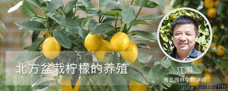 北方盆栽檸檬的養殖方法和注意事項