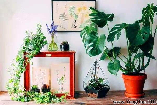 聰明人愛養「綠植」，選這「3種」，家裡空氣清新，生活舒適！