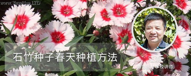 石竹種子春天種植方法